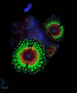 Zoanthus Little Shop of Horror