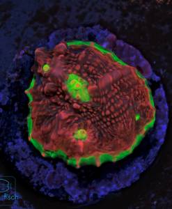 Alternative view of WYSIWYG Chalice Watermelon