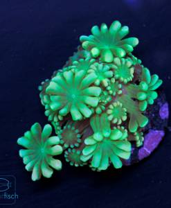 Alternative view of WYSIWYG Alveopora Metallic Green