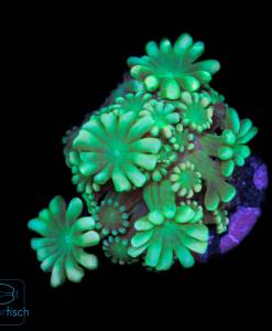 Alveopora Metallic Green