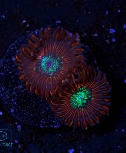 Alternative view of WYSIWYG Zoanthus Red Magician