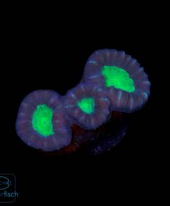 Caulastrea furcata bicolor