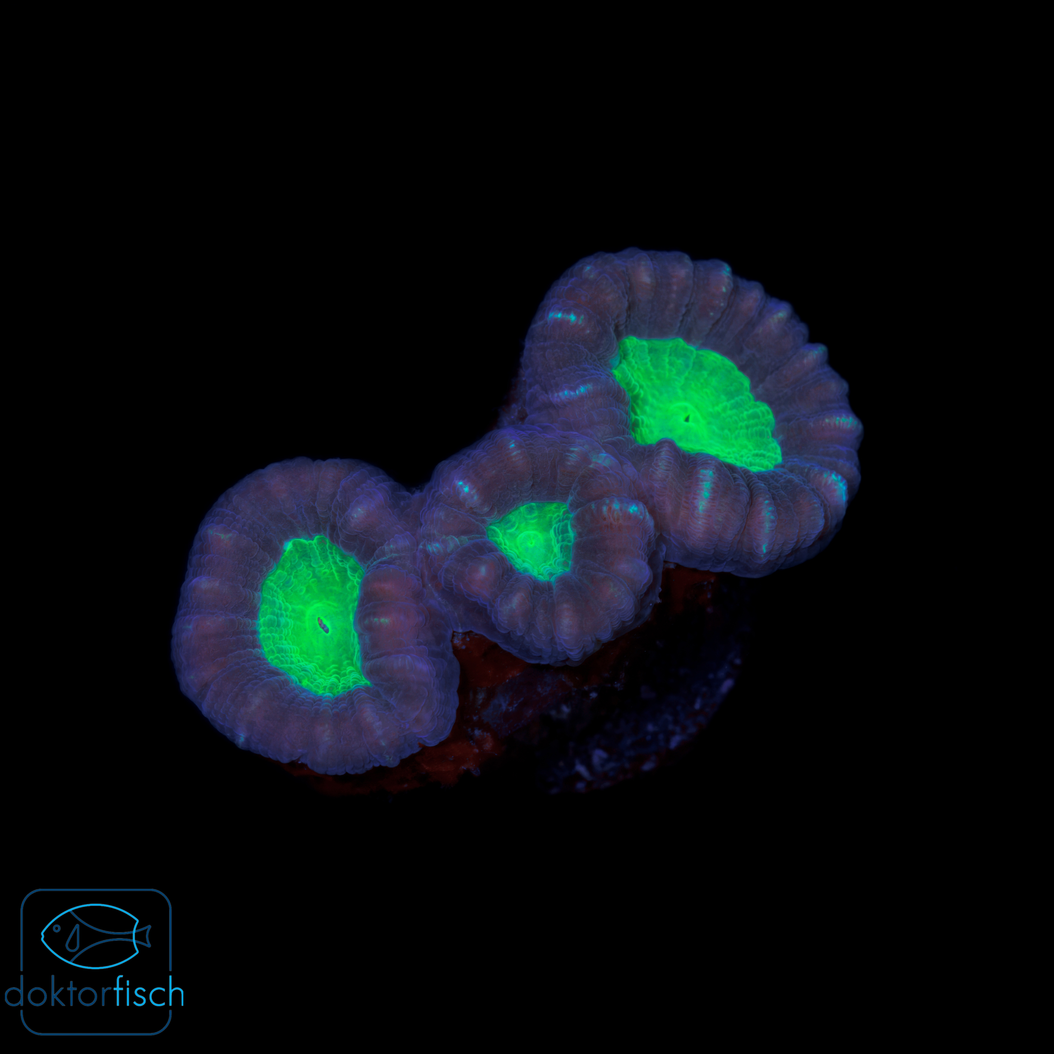 4000x4000 Caulastrea furcata bicolor