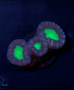 Alternative view of WYSIWYG Caulastrea furcata bicolor