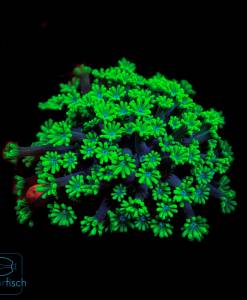 Alveopora Green Blue mouth