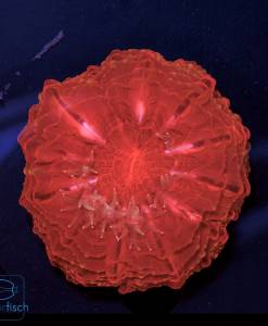 Alternative view of WYSIWYG Cynarina lacrymalis