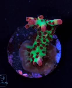 Alternative view of WYSIWYG Acropora microclados Strawberry Shortcake