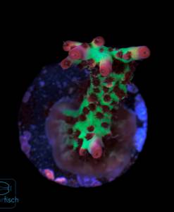 Acropora microclados Strawberry Shortcake