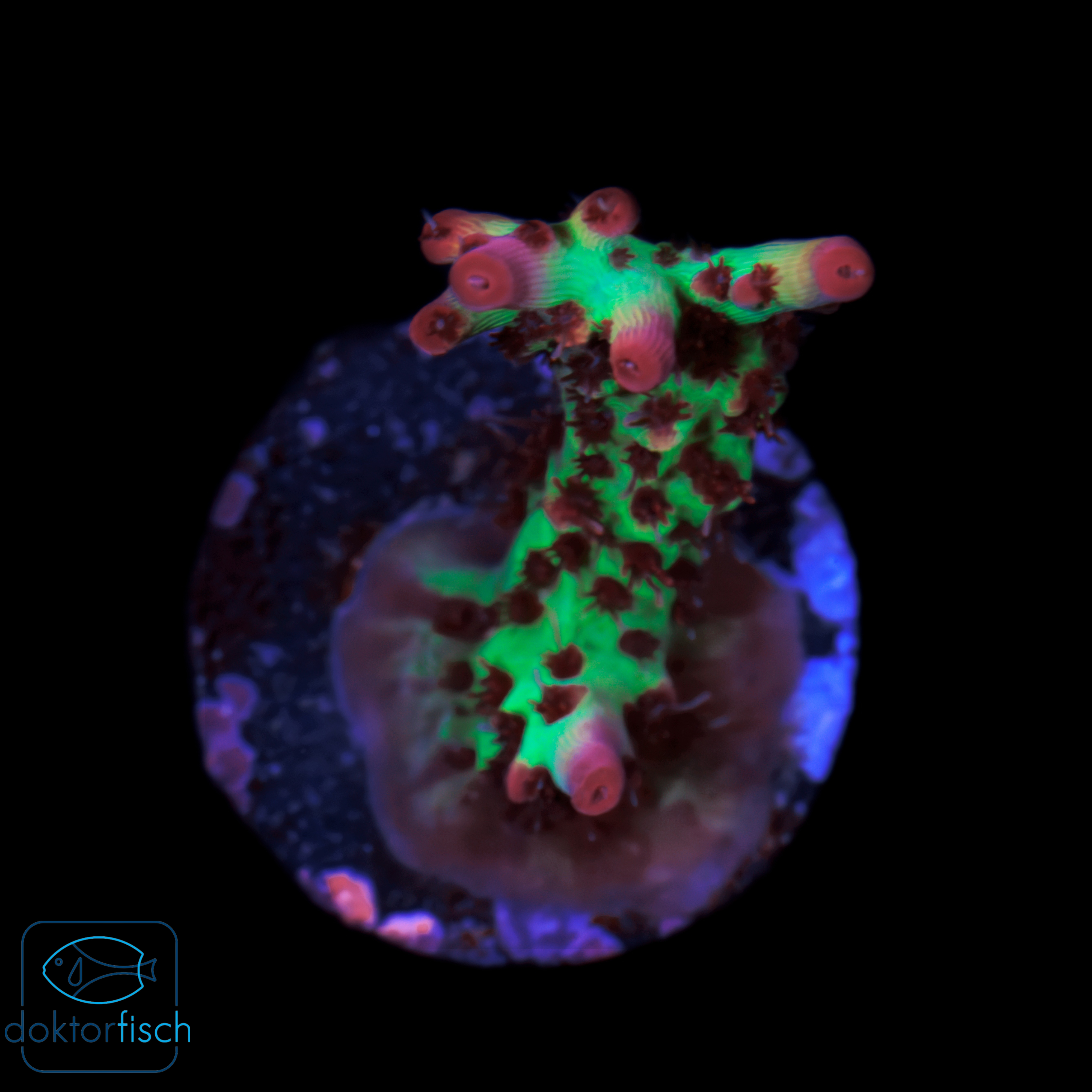 4000x4000 Acropora microclados Strawberry Shortcake