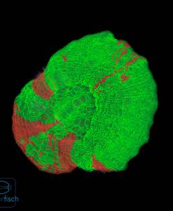 Scolymia Bleeding Apple