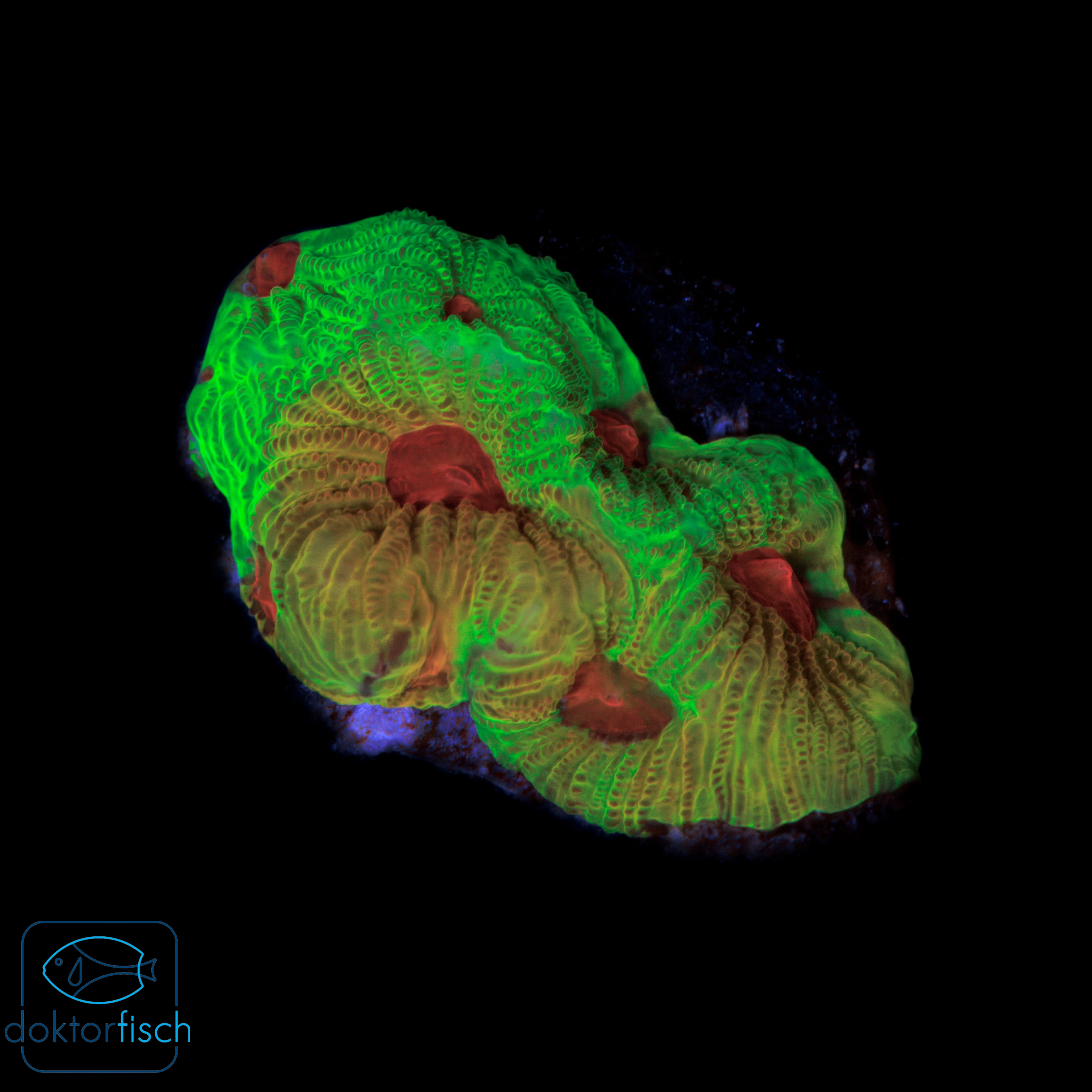 4000x4000 Favia Fascination