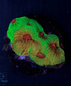 Alternative view of WYSIWYG Favia Fascination