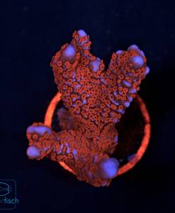 Alternative view of WYSIWYG Montipora digitata Rot