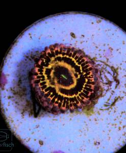 Zoanthus Stratosphäre