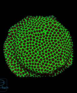 WYSIWYG Porites Grinch