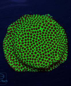 Alternative view of WYSIWYG Porites Grinch