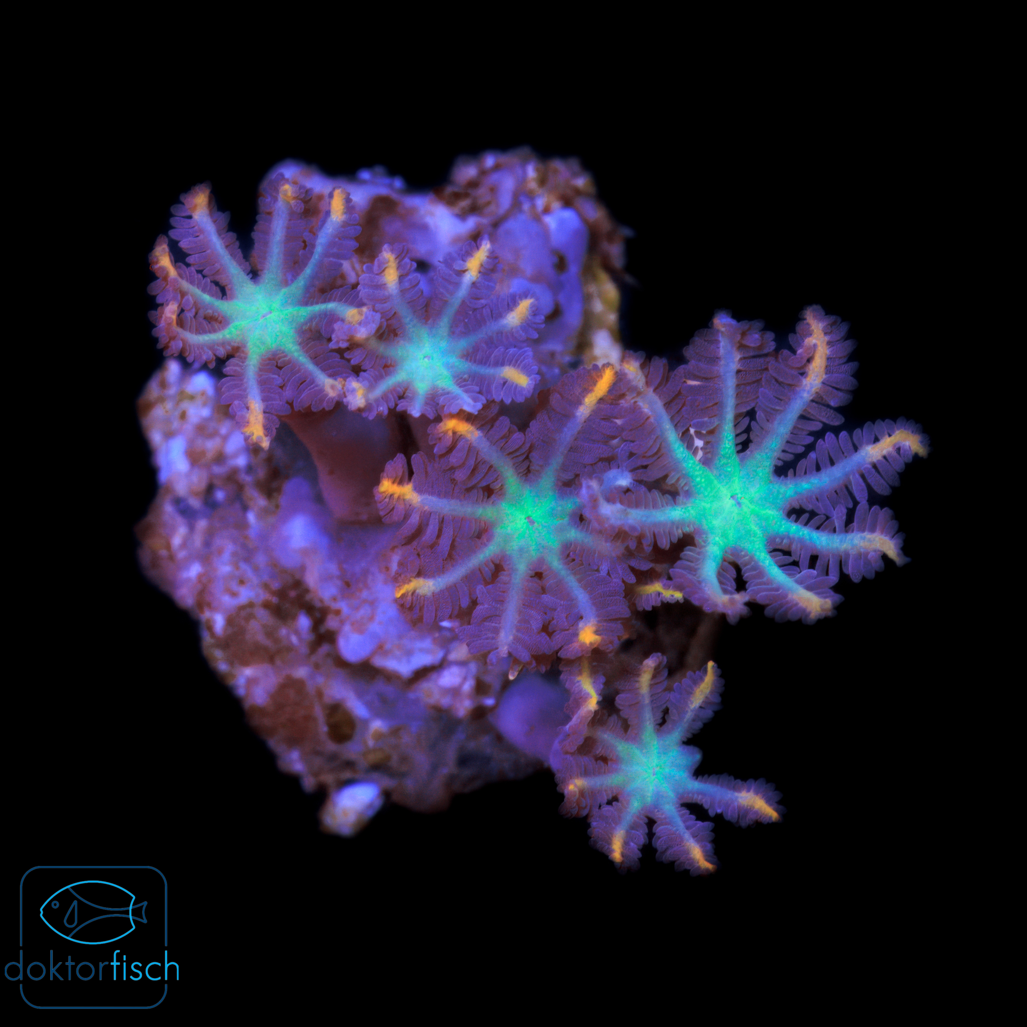 4000x4000 Clavularia Tricolor