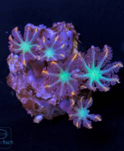 Alternative view of WYSIWYG Clavularia Tricolor