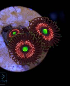 Zoanthus Lord of the Rings