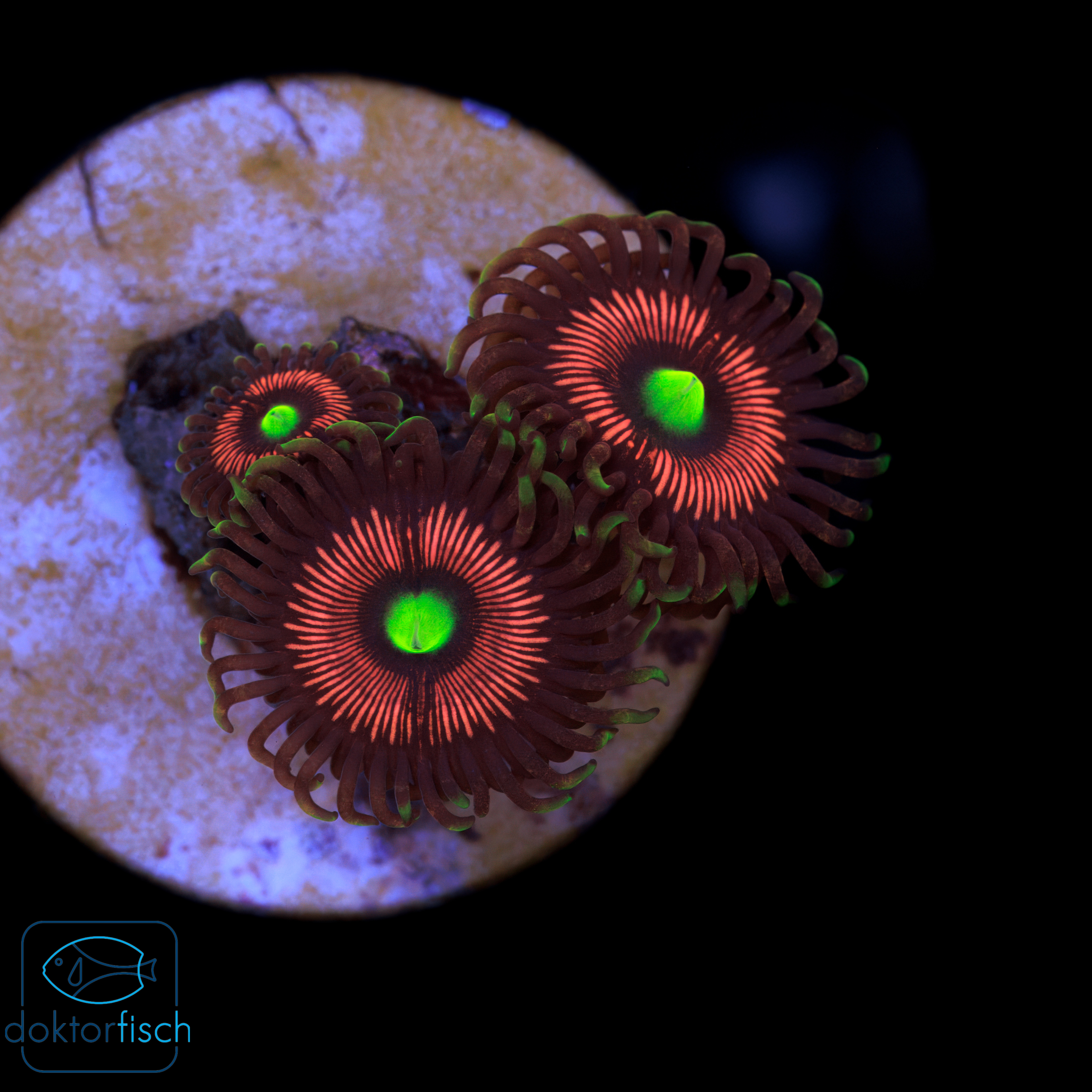 4000x4000 Zoanthus Lord of the Rings