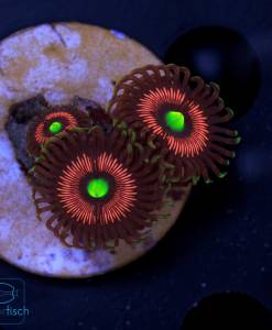Alternative view of WYSIWYG Zoanthus Lord of the Rings