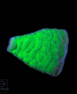 Pachyseris Neon Grün