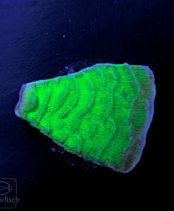 Alternative view of WYSIWYG Pachyseris Neon Grün