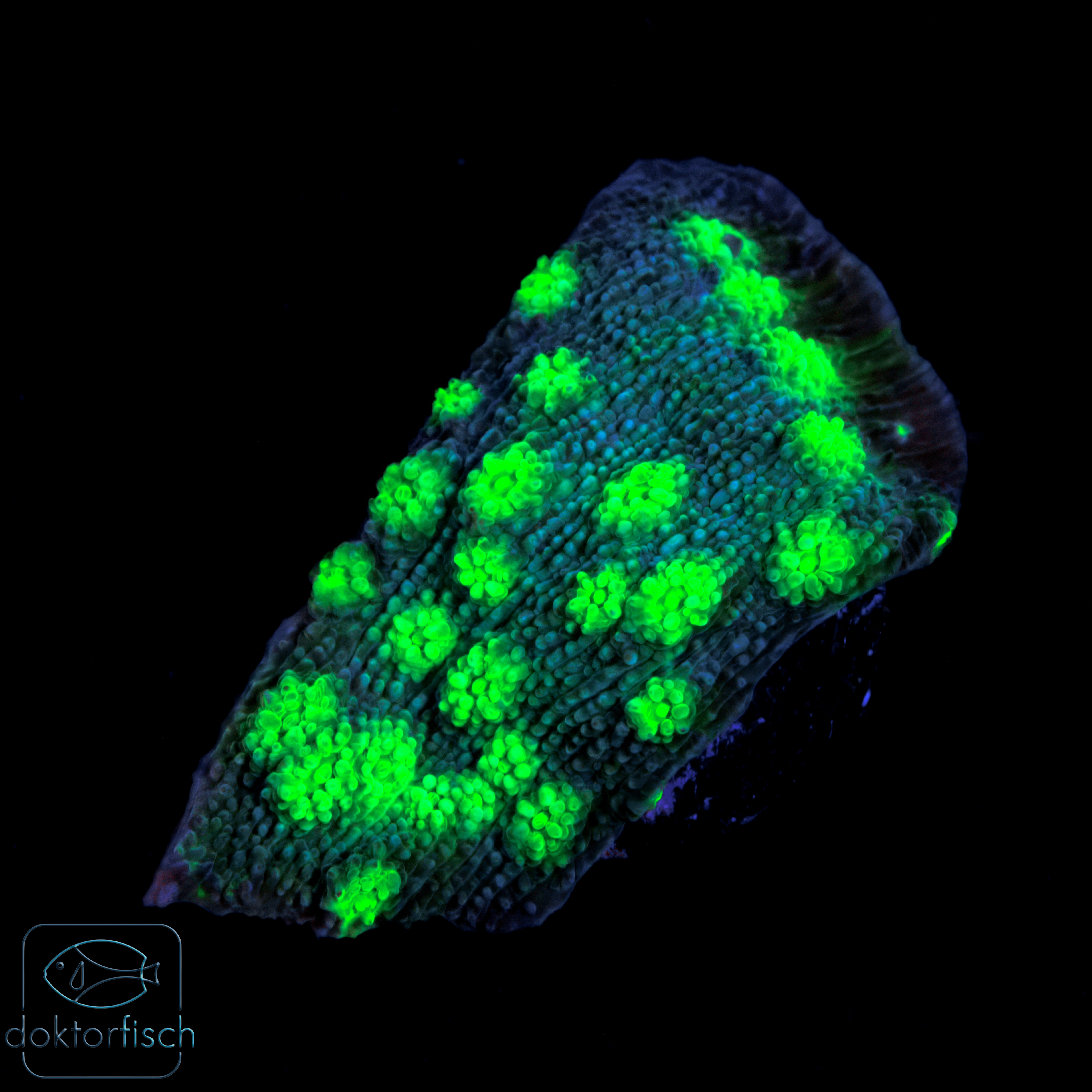 6000x6000 Echinopora lamellosa