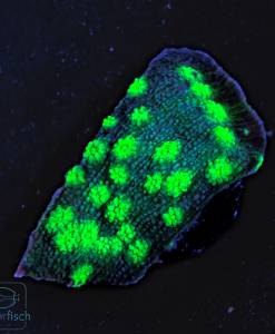 Alternative view of WYSIWYG Echinopora lamellosa