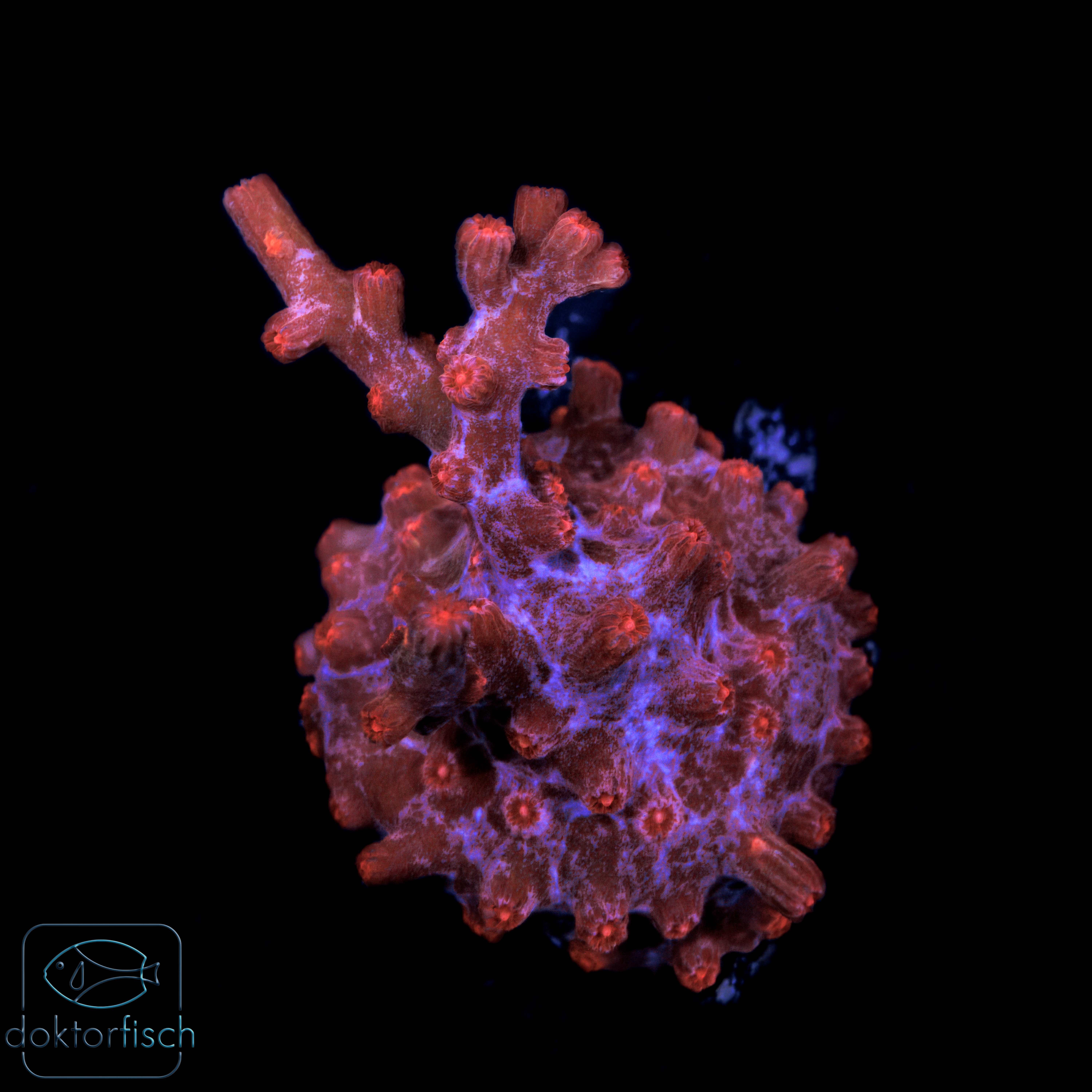 6000x6000 Cyphastrea decadia