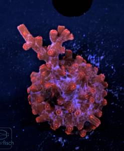 Alternative view of WYSIWYG Cyphastrea decadia rot