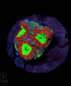 Micromussa Holy Grail