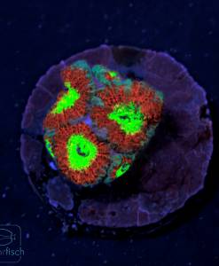 Alternative view of WYSIWYG Micromussa Holy Grail