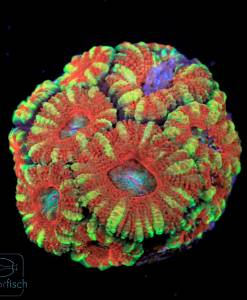 Acanthastrea Lordhowensis