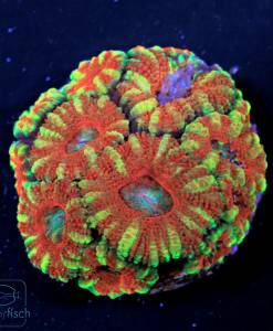 Alternative view of WYSIWYG Acanthastrea Lordhowensis