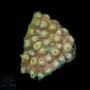 Cyphastrea Gold