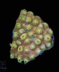 Cyphastrea Gold