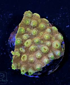 Alternative view of WYSIWYG Cyphastrea Gold