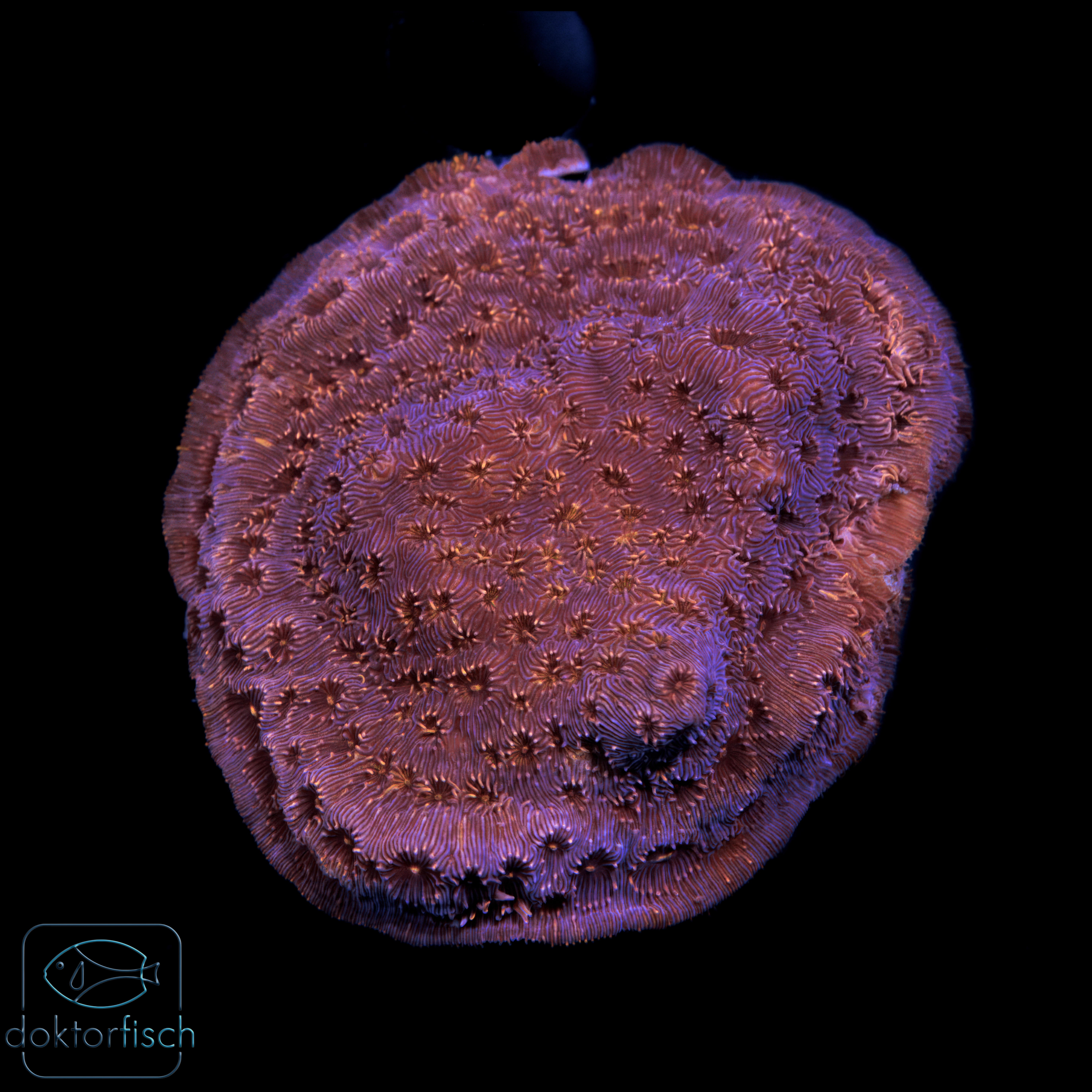 6000x6000 Pavona maldivensis