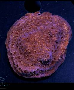 Alternative view of WYSIWYG Pavona maldivensis