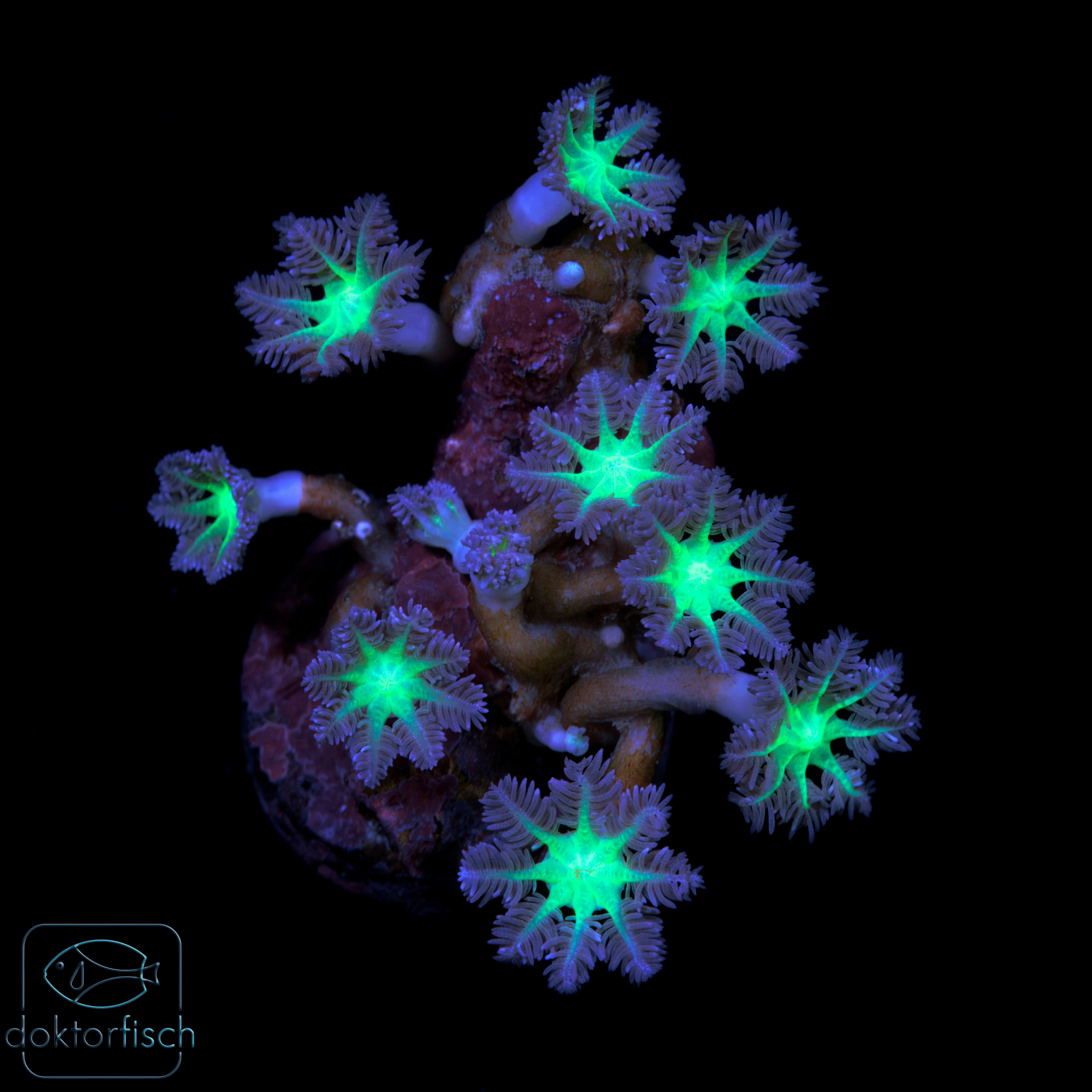 6000x6000 Clavularia Bicolor