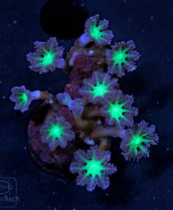 Alternative view of WYSIWYG Clavularia Bicolor