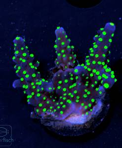 Alternative view of WYSIWYG Acropora tricolor