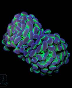 Euphyllia parancora Hologram