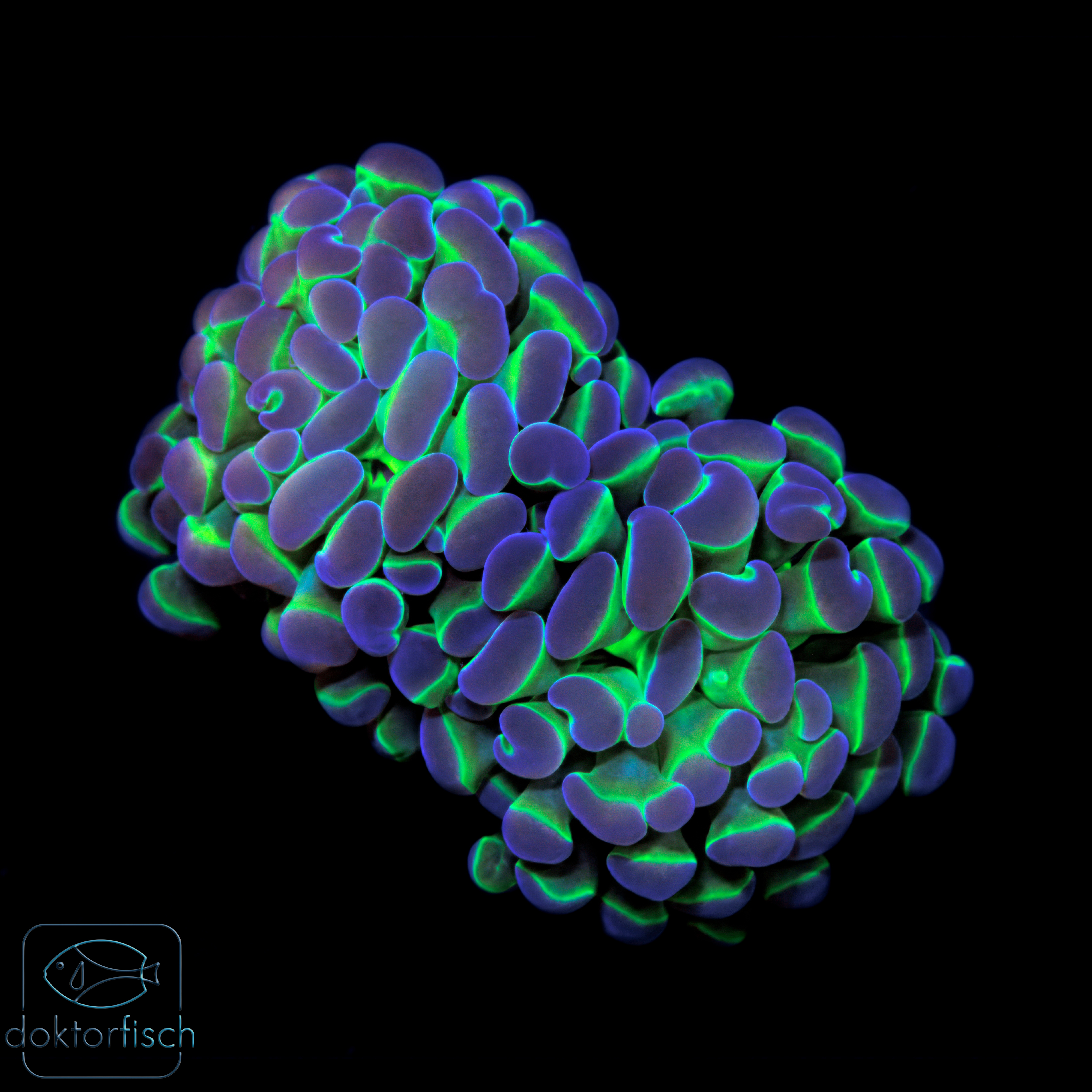 6000x6000 Euphyllia parancora Hologram