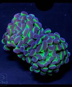 Alternative view of WYSIWYG Euphyllia parancora Hologram