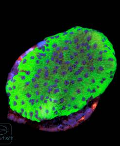 Montipora Blueberry Cheesecake