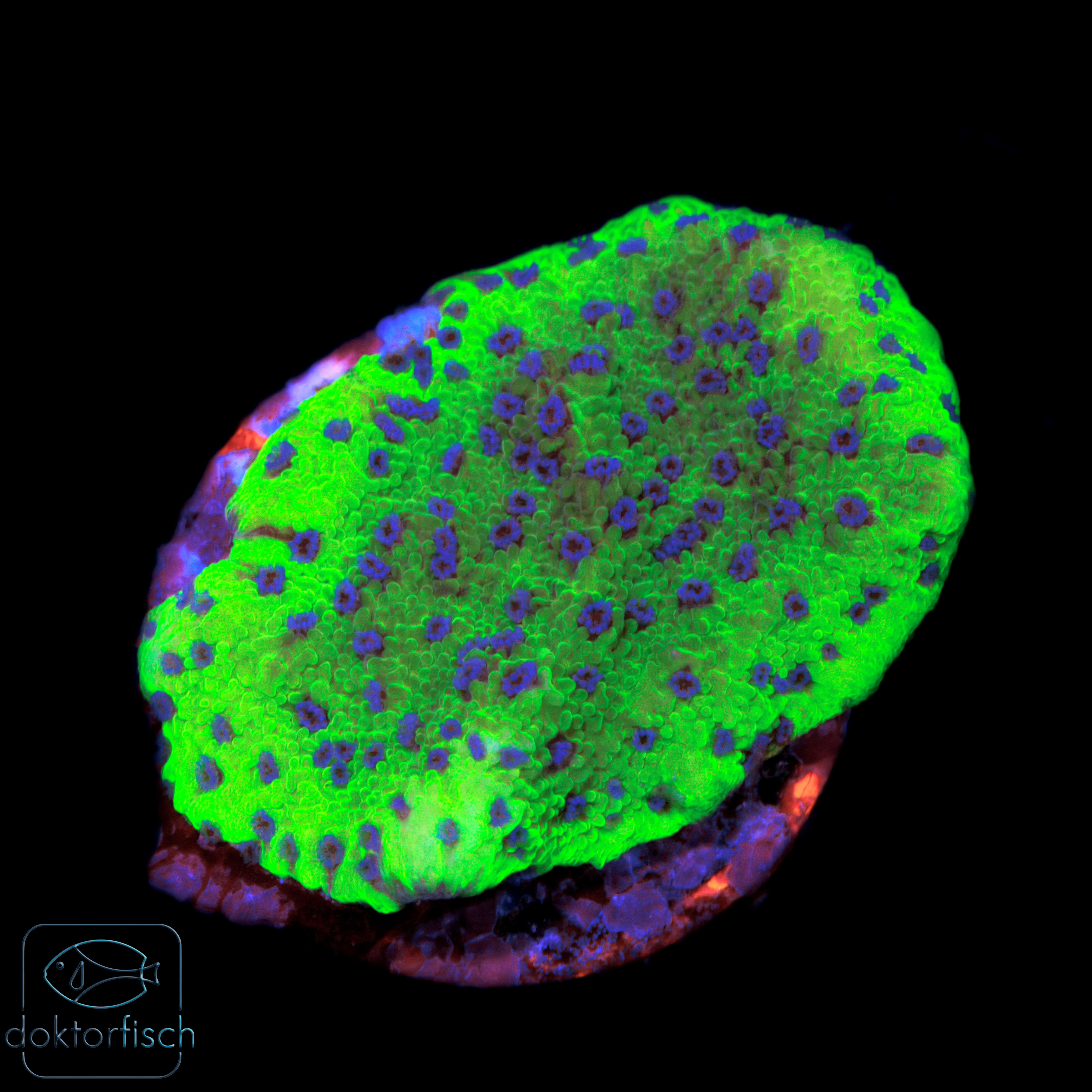 6000x6000 Montipora Blueberry Cheesecake