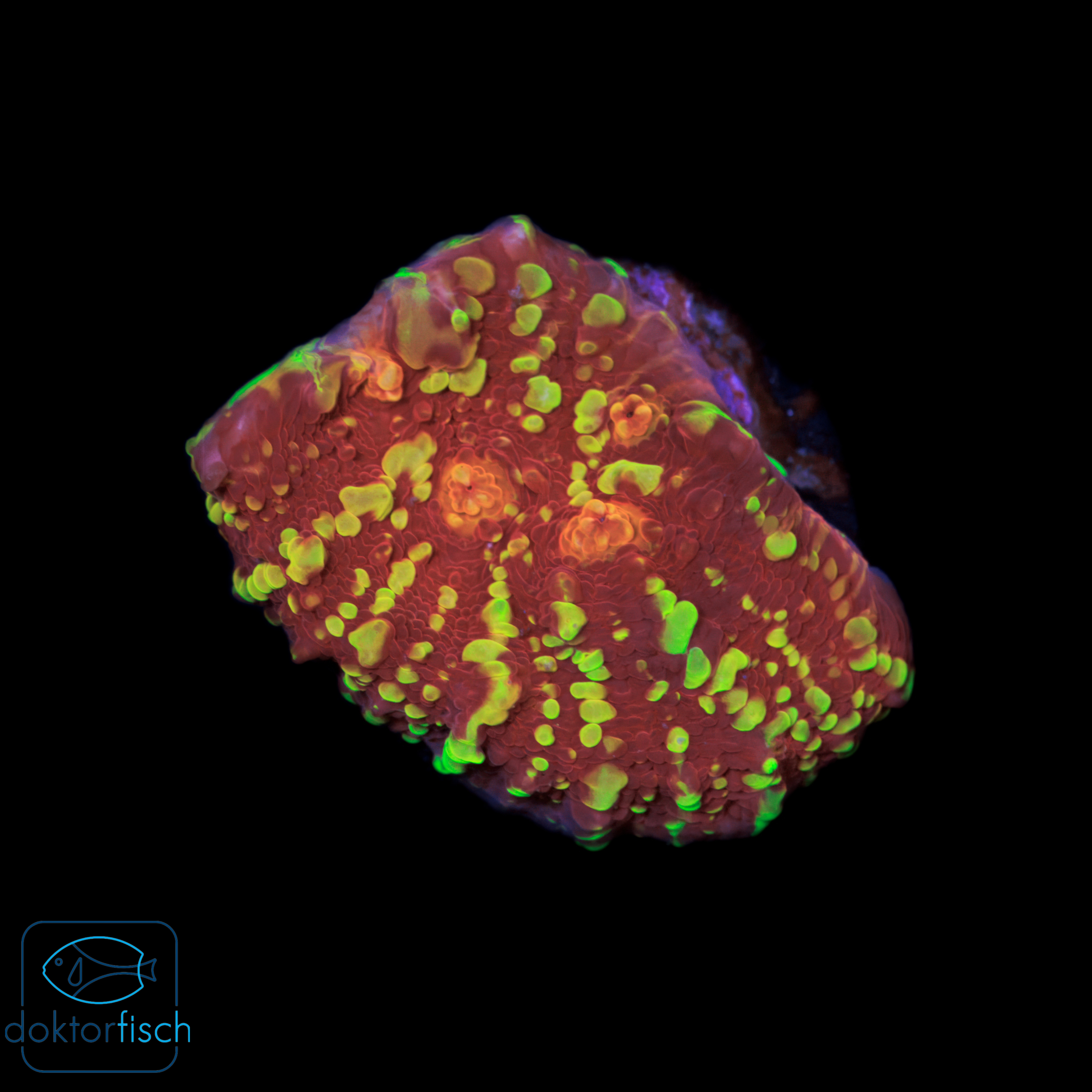 4000x4000 Chalice Goldmeister