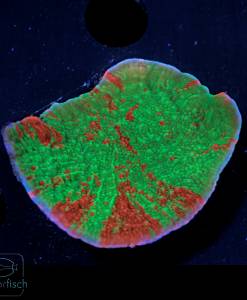 Alternative view of WYSIWYG Montipora Foliosa Graftet